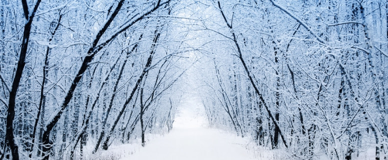 winter forest