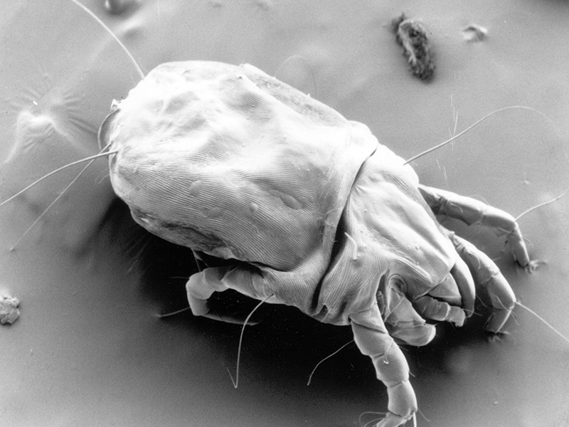 dust mite